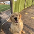 일산애견스쿨 이미지