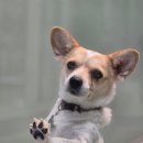 반려마루 화성 이미지