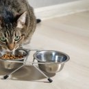 로얄 도그앤캣 메디컬센터 이미지