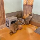 멍이와 쿤이 이미지