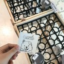 쿠치로 | ☀️ 전주 가볼만한 곳 - 쿠치로 후기 ( 대형견 잔뜩 있는 애견카페 , 이색 데이트 코스 추천, 가격) 🐾🐕⭐️