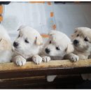 깨DOG 이미지