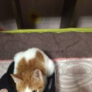 여서동물병원 이미지