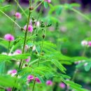 지금도 그대는 &#39;미모사&#39;인가~...(가) 이미지