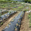 마산농장 이미지