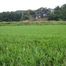 하늘빛으로 물든새 이미지