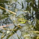 수라찬반 이미지