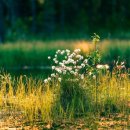 오월의정원 포레스트 이미지