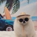 메리몰펫샵 안락점 이미지