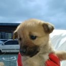 꿈에본꽃돼지 이미지