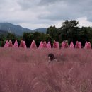 포천방앗간 | 포천 허브아일랜드 아이랑 핑크뮬리 축제 재방문 후기