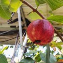 천인농장 이미지