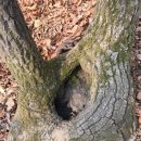 깊은산속 이미지