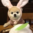 귀여운강아지 이미지