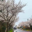 무지개경로당 | 제주 벚꽃 개화시기 제주대학교 장전리 벚꽃축제 실시간