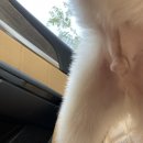 댕스토리 이미지