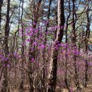 영축산정상 이미지