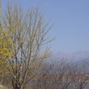 오산(鰲山)의 사성암과 노란 산수유 이미지