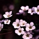 포우