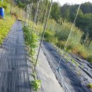 교리농장 이미지