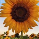 카페코지 이미지