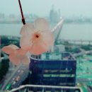 디아만떼 | 프로포즈이벤트카페 디아만떼 고객후기 (천수민님)