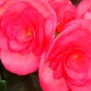 꽃베고니아 중품 꽃분홍색 10000원 이미지