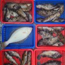 꽃지아라 이미지