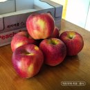 애플 | 코스트코 과일 피치애플 후기