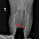 용원동물병원 이미지