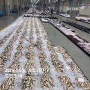 당일경매/ 大씨알 황석어/ 손질 생물아귀/ 신안암치홍어/ 미역줄기 판매합니다^^ 이미지