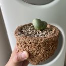 삼성디지털프라자순창점