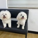 어썸강아지호텔 & 목욕 이미지