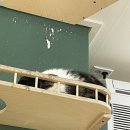 캣카페 집사의하루 분당점 이미지