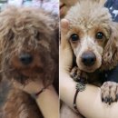 펫 앤 쉘터 동물병원 이미지