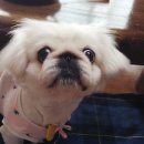 새롬이네애견 이미지