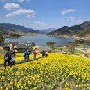 지리산나들이농원 | 구례 지리산치즈랜드 수선화 개화 입장료 애견동반 정보