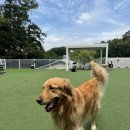 퍼피스카우트 이미지