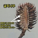 굴피나무 이미지