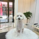 행복한애견미용실 이미지