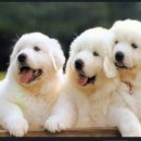 예뿐강아지 이미지