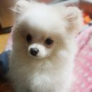 온빛동물병원 | 소하동 온빛 동물병원 초진 &amp; 인투펫 사용기