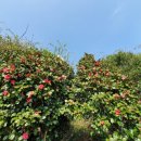 이레올래 이미지