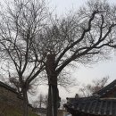 고목초등학교 이미지