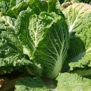 오만농장 이미지