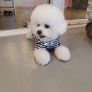 멍블리 애견카페 이미지