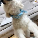 김 S 동물병원 | 강아지 무마취 스케일링 최고 겁쟁이 미풍이도 해냈다 ft.일산 김s 동물병원