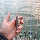 청풍낚시터 | [남편조행기] 충주로 청풍신리낚시터 후기 2023년 11월 19일 ~21일