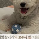 도그앤프릭스