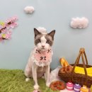 멍발란스 이미지